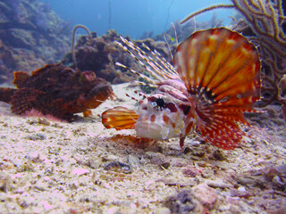 Lionfish and Stonefish on coral bottom