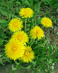 Dandelion bush with yellow flowers and a small ladybug insect