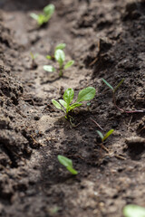 Seedlings of radish and lettuce in a garden bed in a greenhouse