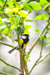 Great tit, beautiful bird perching on a rosebush
