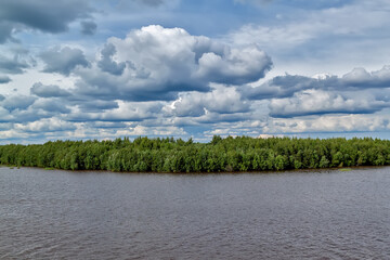 Forest on the coast of the river