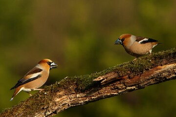 The Hawfinch (Coccothraustes coccothraustes) two males on the same old branch in the morning sun. Prepare for fighting.