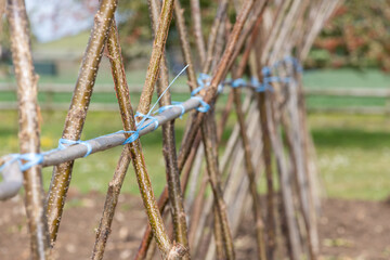 Home made supporting frame ready to support runner beans