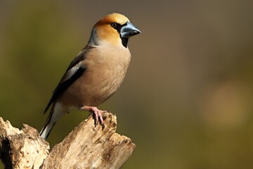 The Hawfinch (Coccothraustes coccothraustes) male on the  old branch in the morning sun.