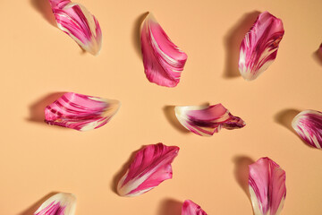 Pattern from white and red tulip petals laid out on a peach background