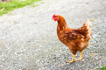 Hen walking on a farm