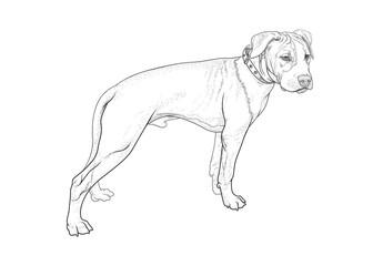 Young American Staffordshire Terrier stands on a white background. Hand drawing, linear vector illustration, EPS 10. Funny, beautiful puppy black and white.