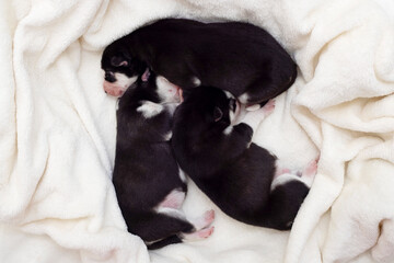 Three sleeping puppies of Siberian Husky are sleeping on a white blanket. Cute purebred newborn dogs are sleeping