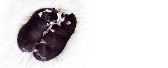 Two sleeping puppies of Siberian Husky are sleeping on a white blanket. Cute purebred newborn dogs are sleeping