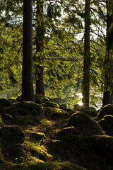 Sonnenstrahl im Wald am See mit bemoosten Steinen in Schweden