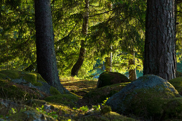 Sonniger Wald mit bemoosten Steinen in Schweden