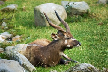 Sitatunga resting on the meadow