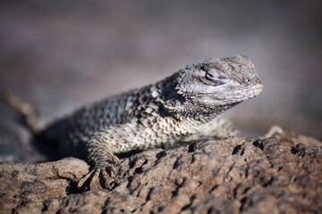 Lizard  bask on the sun