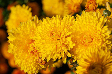 Close up of yellow dahlia flowers in garden
