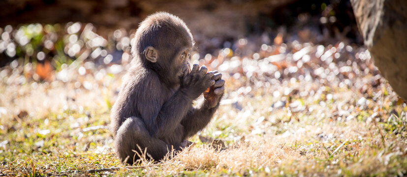 Baby Gorilla - Powered by Adobe