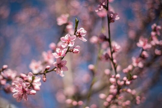 Branch with peach blossoms in sunny spring day.