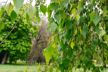 Spring first fresh green birch leaves.