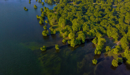 Aerial photo of a plane tree forest of Aliakmonas lake near Kozani, Greece