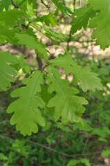 Fototapeta na wymiar Young leaves close-up on a blurred background. Oak (Latin Quércus) Early spring in the forest.