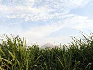 Fototapeta na wymiar Campo, grass in farm Montaña