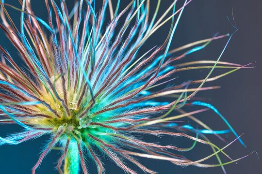 Samenkapsel der osterblume 