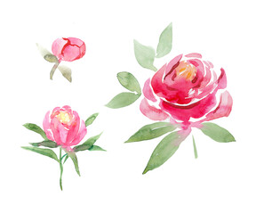 watercolor peonies set hand painted flower illistration isolated on white. Botanic peony decor for your desigh