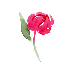 watercolor isolated peony bud. Flower illustration isolated on white