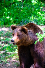 Fototapeta premium Big brown bear in green nature