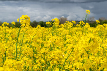 Obraz premium The rapeseed field blooms with bright yellow flowers