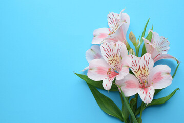 Beautiful Alstroemeria flowers. Pink flowers and green leaves on blue background. Peruvian Lily. Top view with space for text..