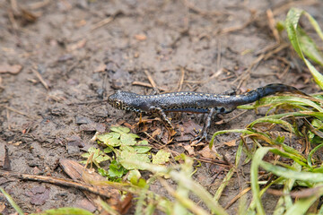 Bergmolch, Bergmolch an Land, Molch an Land, Molch, Bergmolch im Gras, Bergmolch Molch des Jahres 2019