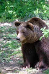 Obraz na płótnie Canvas Big brown bear in green nature
