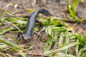 Bergmolch, Bergmolch an Land, Molch an Land, Molch, Bergmolch im Gras, Bergmolch Molch des Jahres 2019