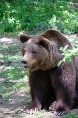 Big brown bear in green nature