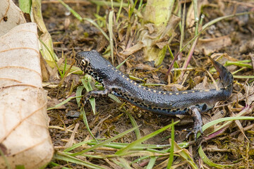 Obraz premium Bergmolch, Bergmolch an Land, Molch an Land, Molch, Bergmolch im Gras, Bergmolch Molch des Jahres 2019