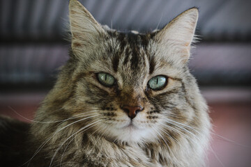 retrato de gato