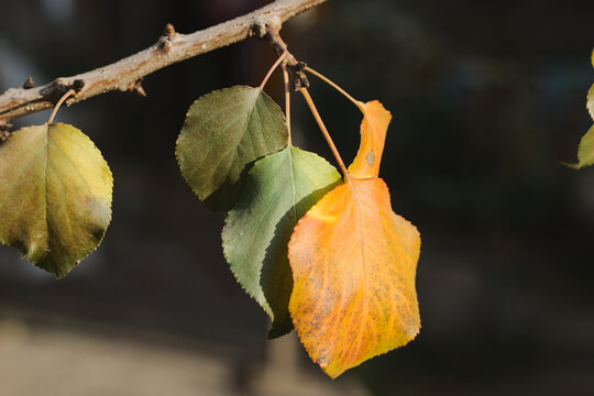 arbol de damasco, llegada de oto&ntilde;o, hojas marchitando
