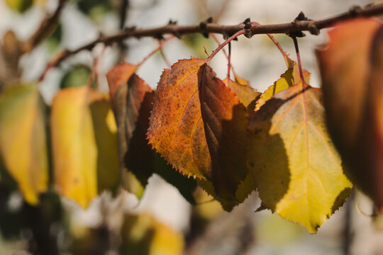 arbol de damasco, llegada de oto&ntilde;o, hojas marchitando