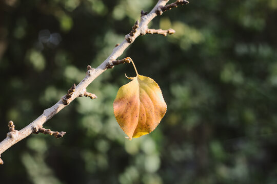 arbol de damasco, llegada de oto&ntilde;o, hojas marchitando