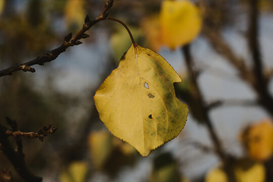 arbol de damasco, llegada de oto&ntilde;o, hojas marchitando