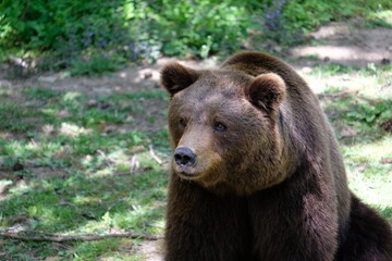 Big brown bear in green nature