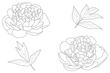 Floral background. Peony buds sketch.