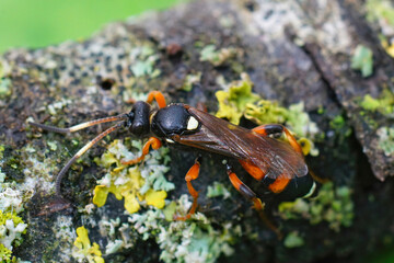 Closeup on a female of a quite colorful Ichneumonid wasp, Ichneumon sarcitorius on a lichen covered piece of wood