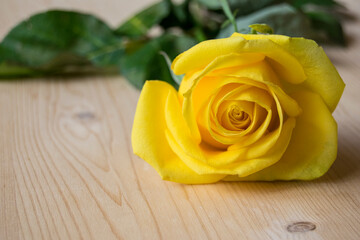 A beautiful decorative flower with petals of yellow color. One rose flower is on a wooden...