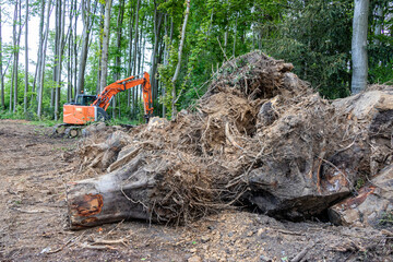 déboisement, déforestation bois forêt