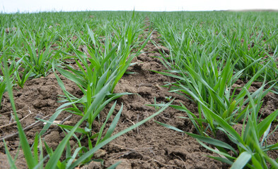 Winter wheat sowings