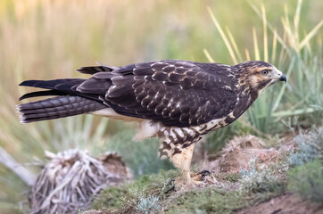 A Swainsons' Hawk juvenile, posing for a full-bodied portrait on a hillside in the semi-arid section of Colorado.