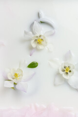 Creative floral background. Columbines and cups flowers floating in milk. Copy space, top view, selective focus.