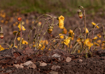 Medicinal plant coltsfoot close-up on the background of the soil. Herbal medicine.
