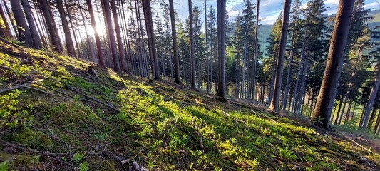 las w górach © Marek